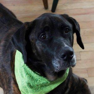 Meet your Posher, Julie